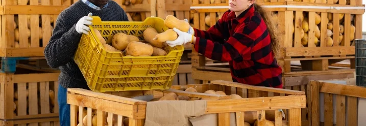 Zwei Personen sortieren Kürbisse in Kisten.